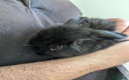 Mini Lop rabbits for sale: Gorgeous pure mini lops. Very friendly! - Image 8
