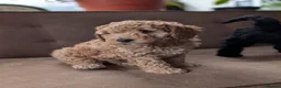 Labradoodle dogs for stud: 🌟Quality Australian Labradoodle-Proven 🌟 - Advert 3