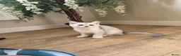 Scottish Fold cats for sale: STUNNING PEDIGREE LITTLE GIRL REMAINING - Advert 8