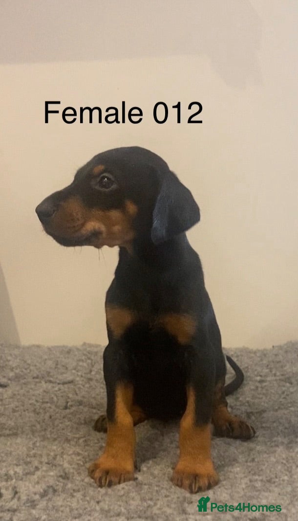 Dobermann dogs Champion and working lines KC Doberman litter - Advert 1