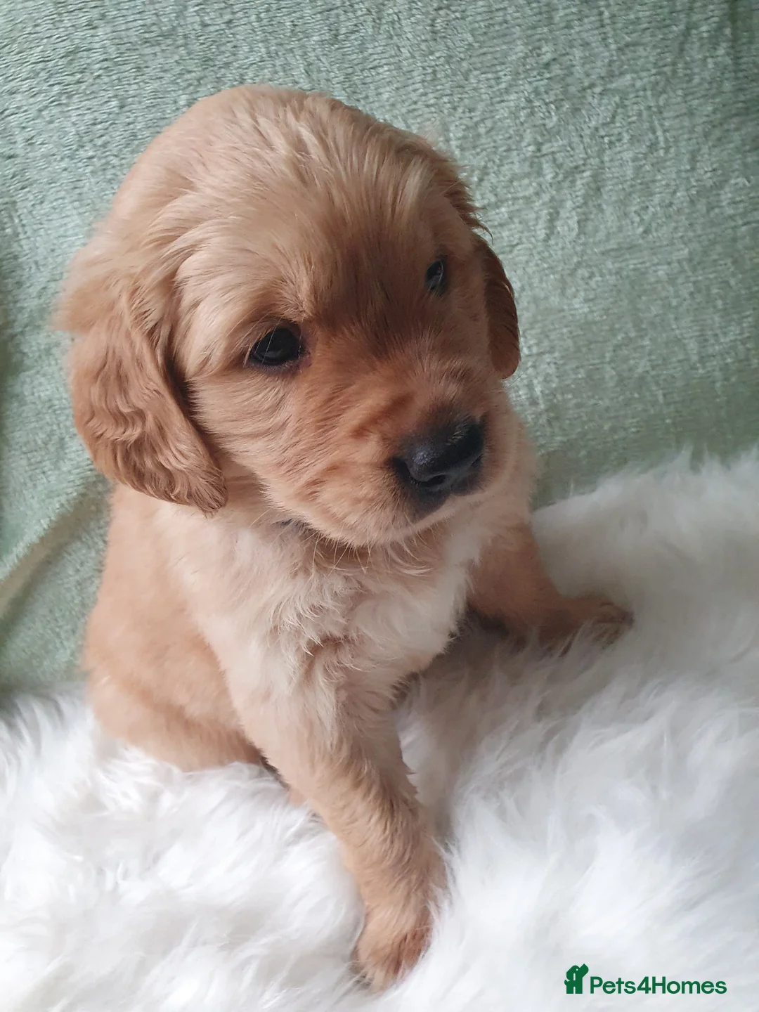 Golden Retriever dogs for sale: KC Registerd golden retriever puppies - Advert 5