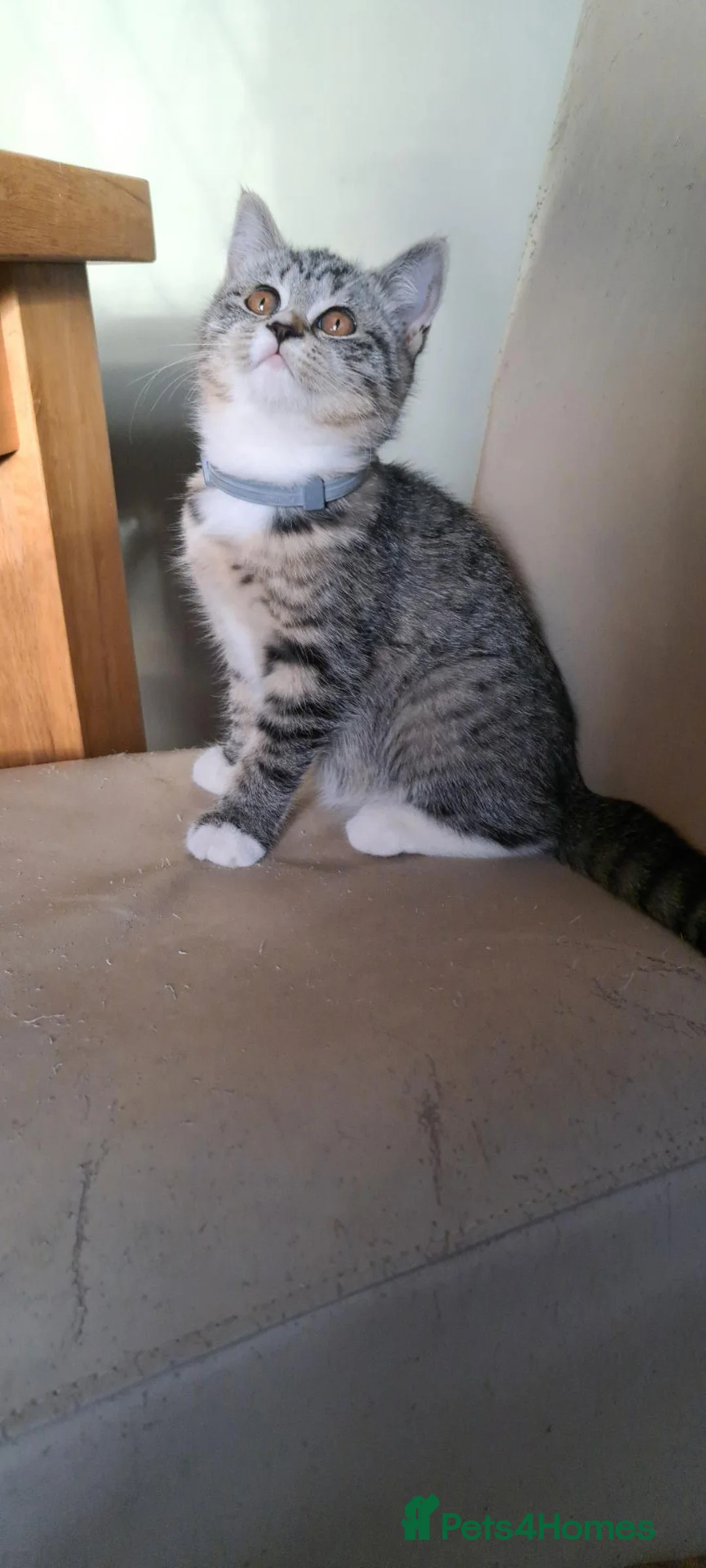 British Shorthair cats for sale: British Shorthair Cross Kittens - Advert 2