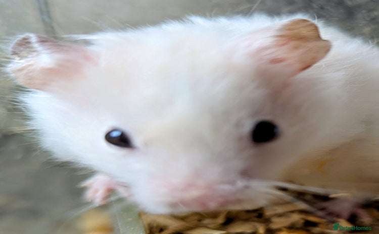 Hamster rodents - Advert 4