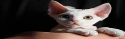 Devon Rex cats for sale: White Female Kitten Available 🤍 - Advert 13