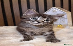 Ragdoll cats for sale: 🌙 Grey Ghost Kittens🎃 – Ragdoll × Tabby 🐾 - Image 20