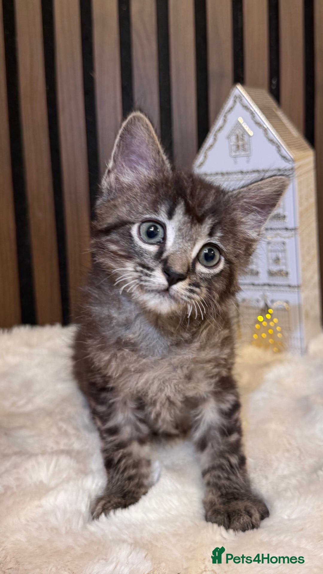 Ragdoll cats for sale: 🌙 Grey Ghost Kittens🎃 – Ragdoll × Tabby 🐾 - Image 20