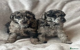 Miniature Poodle dogs for sale: Miniature poodle puppies  - Image 1
