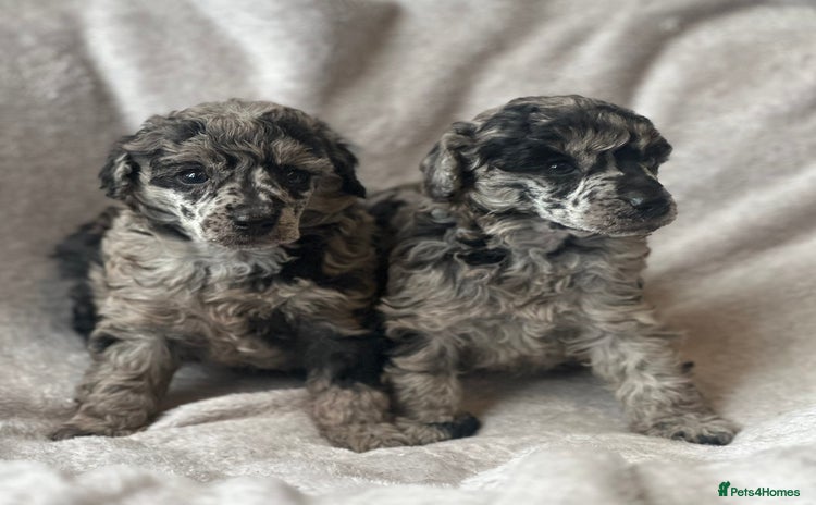 Miniature Poodle dogs - Advert 10