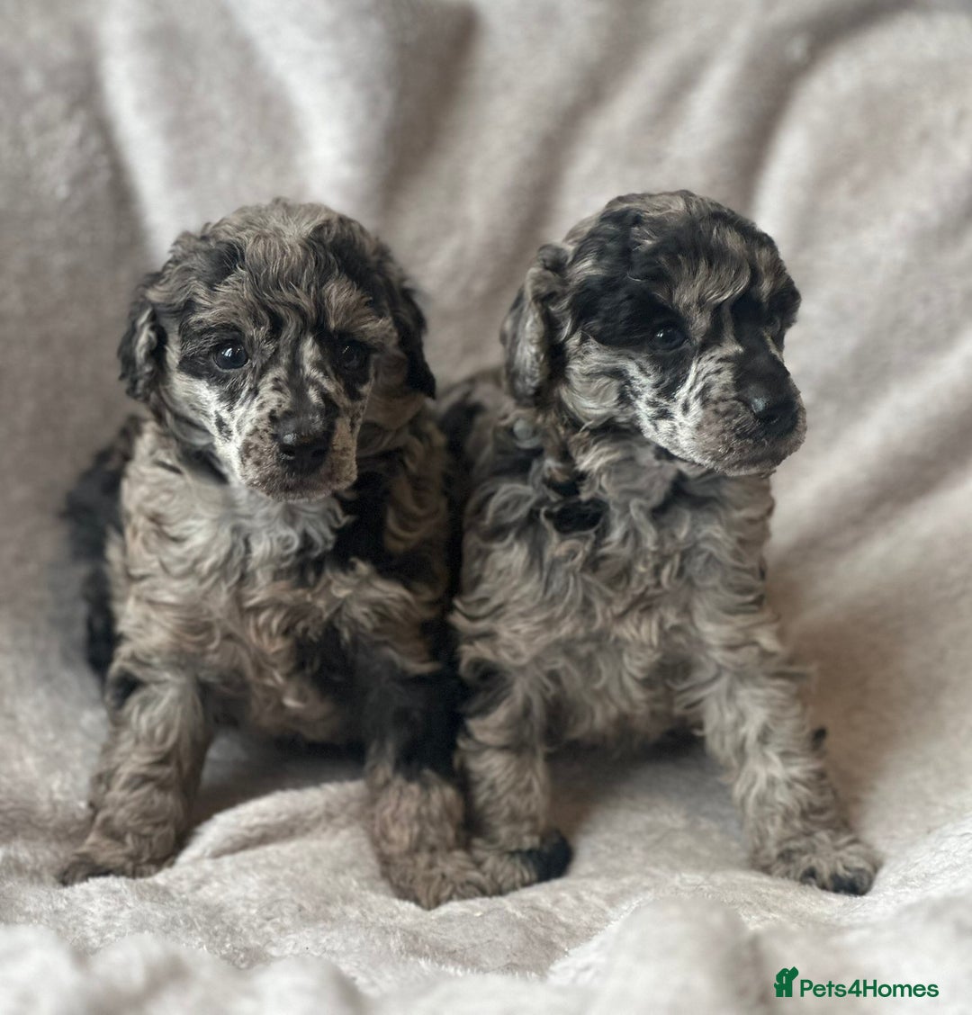 Miniature Poodle dogs for sale: Miniature poodle puppies  - Image 1