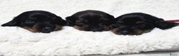 Miniature Dachshund dogs for sale: Stunning  KC Reg Puppies,  Health Tested Parents - Advert 8
