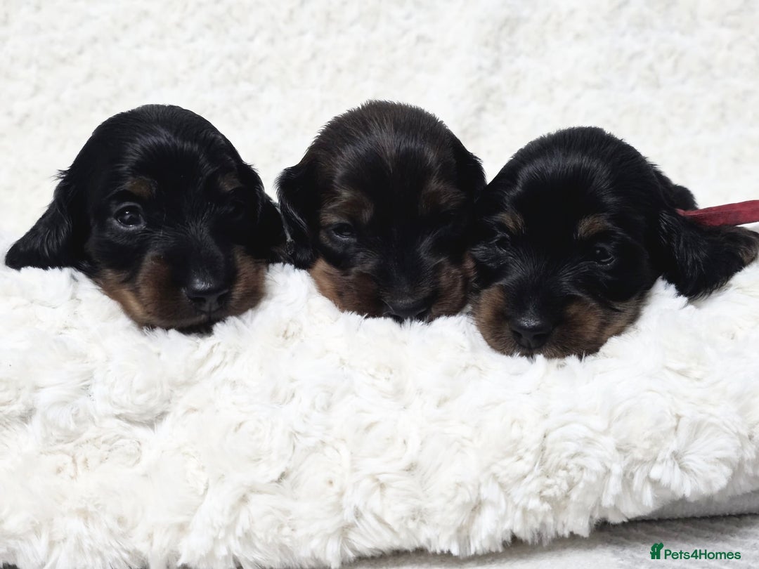 Miniature Dachshund dogs for sale: Stunning  KC Reg Puppies,  Health Tested Parents - Advert 8