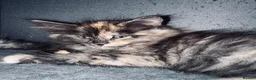 Maine Coon cats for sale: Absolutely gorgeous Maine Coon cross Kittens - Advert 9