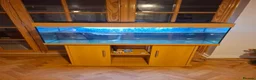 Cichlids fish for sale: Arowana fish and cichilds  in Eastbourne - Advert 1