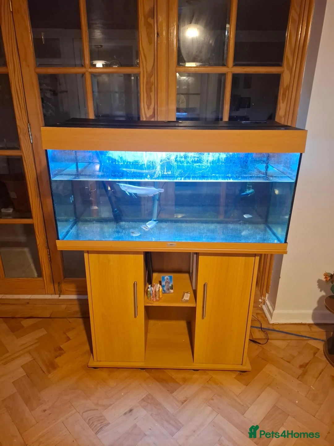 Cichlids fish for sale: Arowana fish and cichilds  in Eastbourne - Advert 1