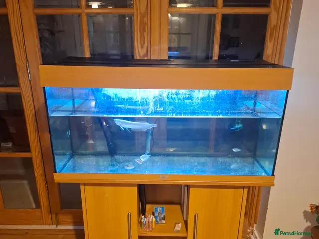 Cichlids fish for sale: Arowana fish and cichilds - Advert 1