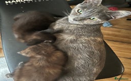 Domestic Shorthair cats for sale: Shorthair Kittens - Image 25