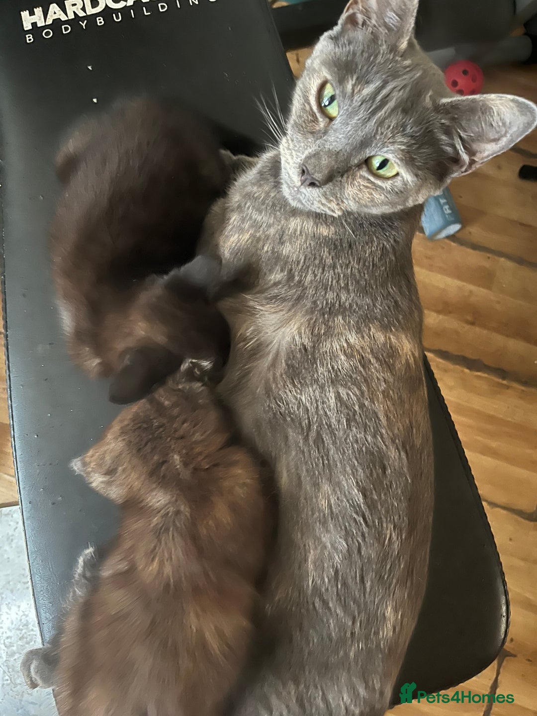 Domestic Shorthair cats for sale: Shorthair Kittens - Image 25