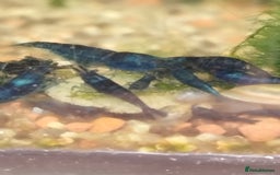 Shrimps fish for sale: Neocaradina Shrimp (Blue, High grade) - Image 5