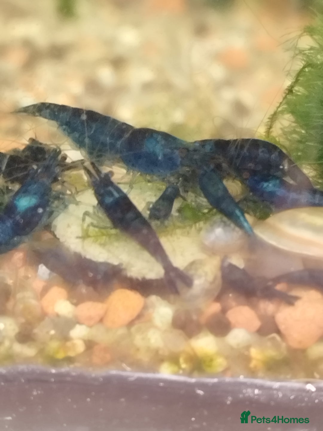 Shrimps fish for sale: Neocaradina Shrimp (Blue, High grade) - Image 5