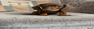 Miniature Dachshund Puppy 1