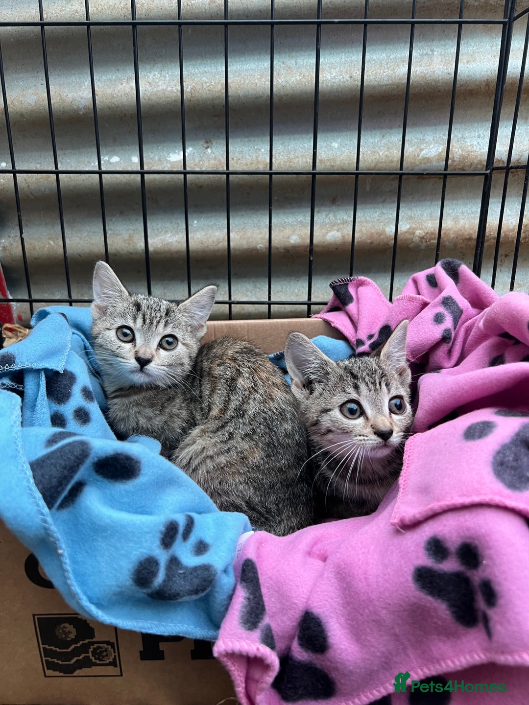 Mixed Breed cats for sale: 3 female kittens for sale - Image 3