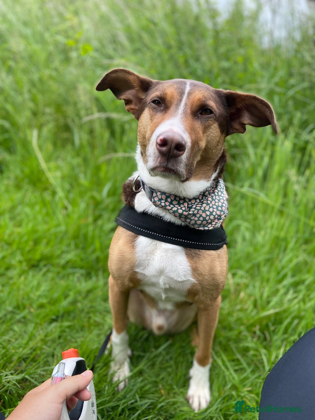 Mixed Breed dogs for sale: Toffee - Image 5