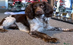 Sprocker dogs for sale: Last Merle dog pup cocker spaniel - Advert 5