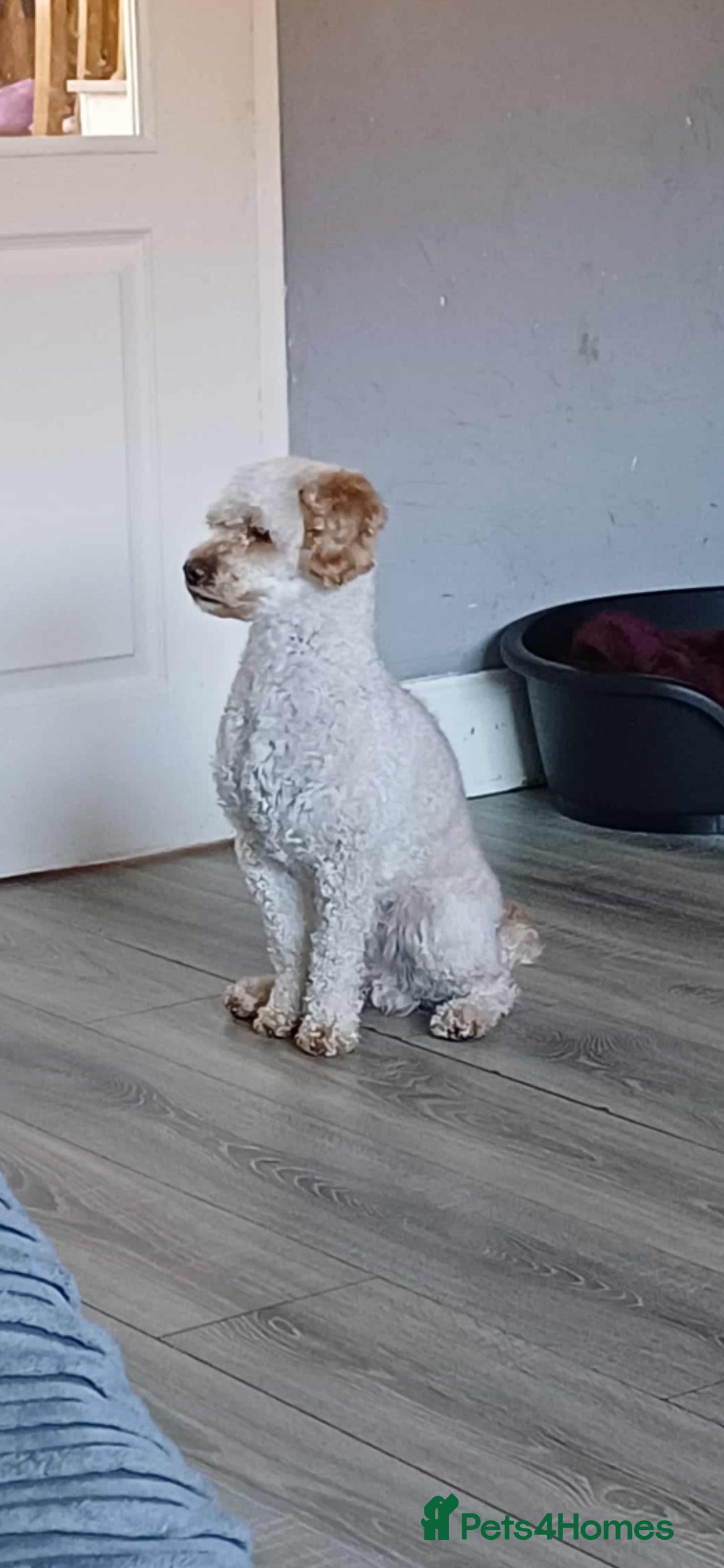 Miniature Poodle dogs for stud: Miniature poodle stud dog - Advert 6