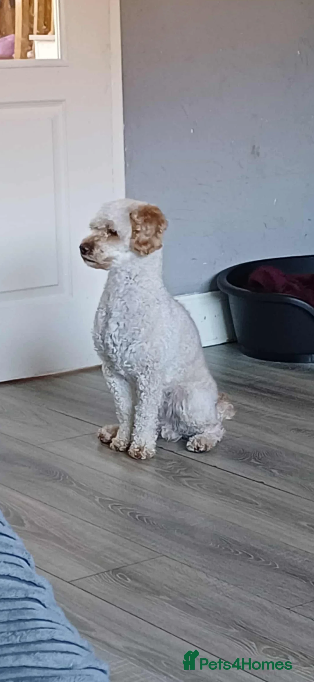 Miniature Poodle dogs for stud: KC Registered Miniature poodle stud dog - Advert 2
