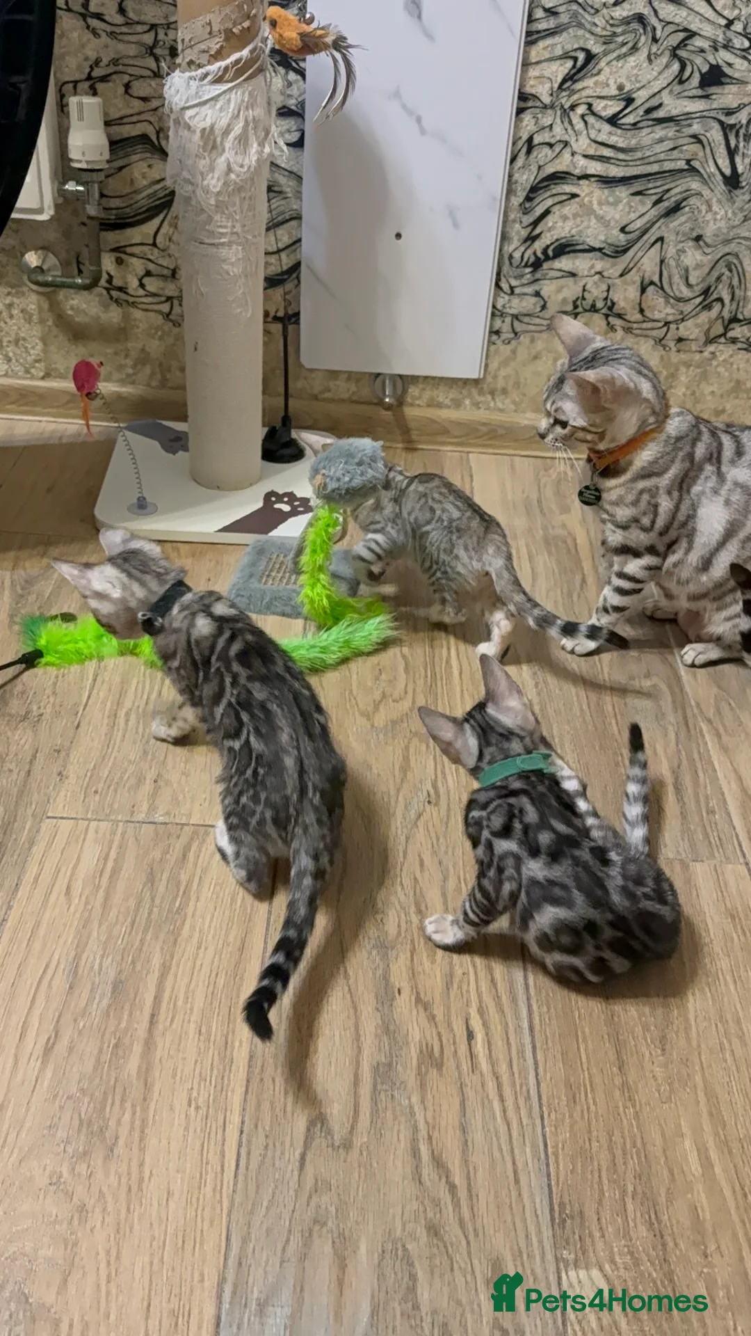 Bengal cats for sale: Pure Bengal kittens for sale just 2 boys left.  - Advert 5