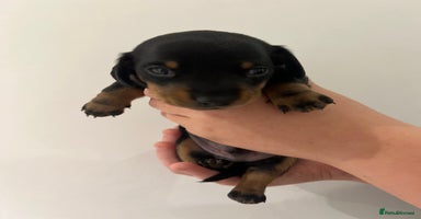 Miniature Dachshund dogs Miniature Dachshund Puppy Gorgeous Black & Tan Boy - Advert 8
