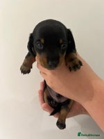 Miniature Dachshund dogs Miniature Dachshund Puppy Gorgeous Black & Tan Boy - Advert 3