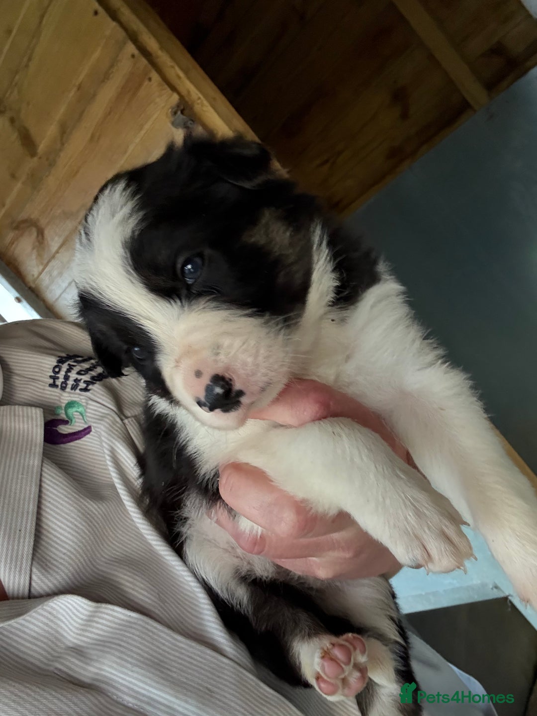 Border Collie dogs for sale: Beautiful Border Collie Puppies - Image 8