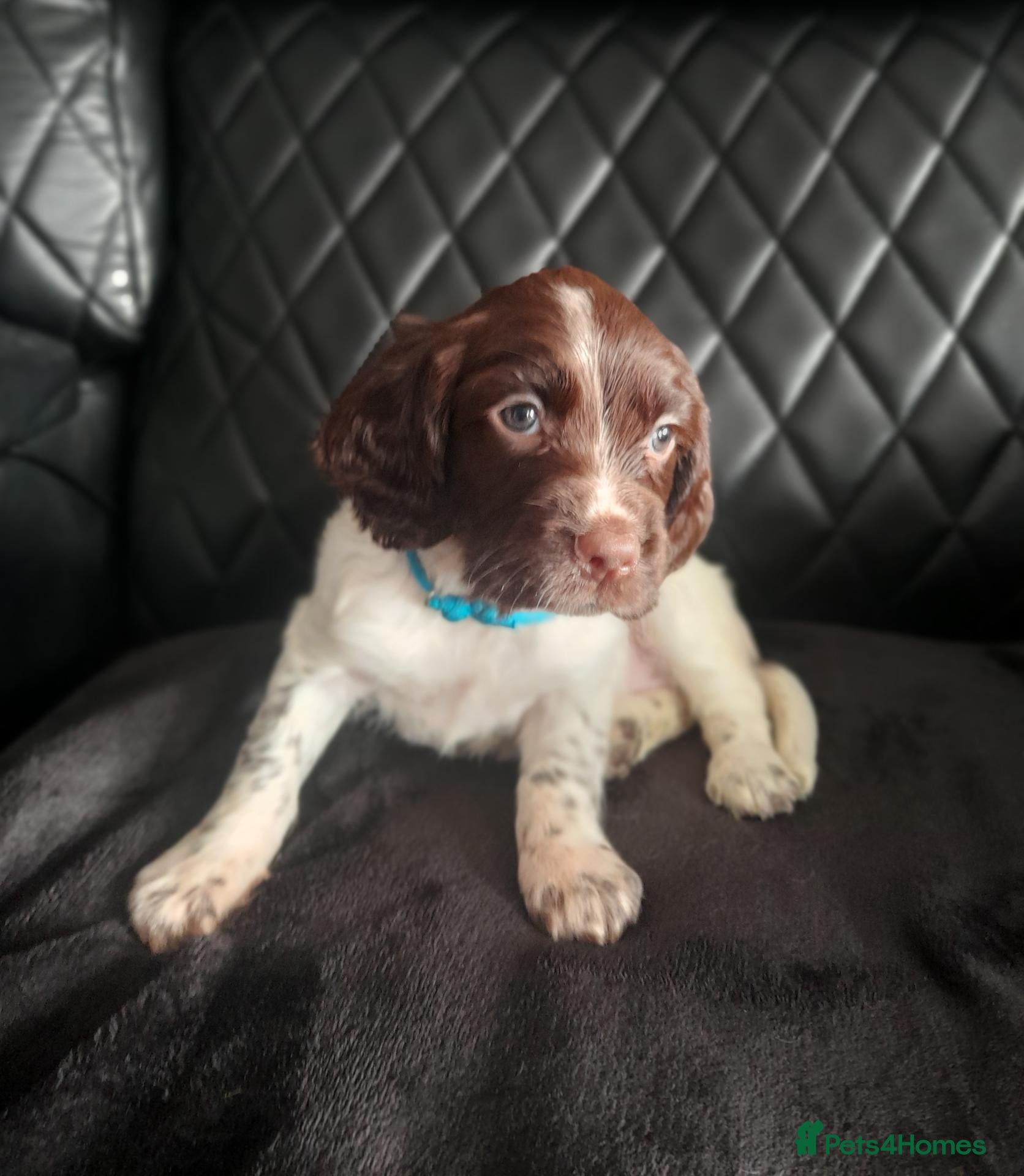 English Springer Spaniel dogs Last puppy Left (boy) - Advert 5