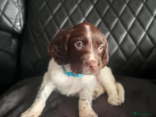 English Springer Spaniel dogs ⭐️Ready to collect today ⭐️ - Advert 1
