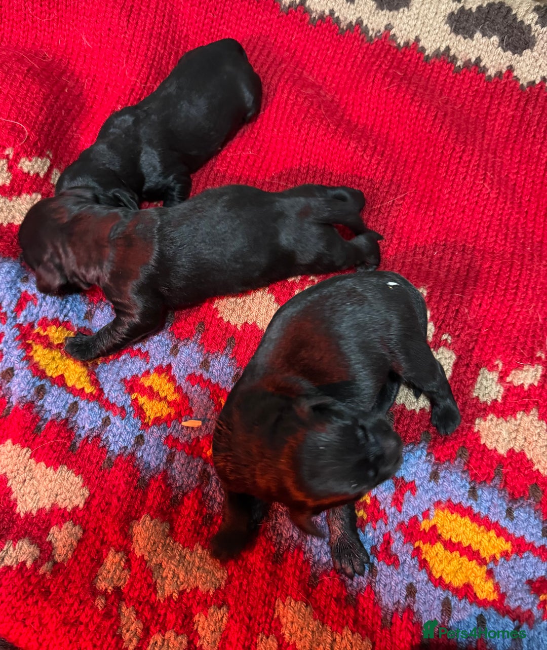 Mixed Breed dogs for sale: Beautiful Black and Golden Retrievers - Image 2
