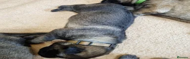 German Shepherd Puppy 3