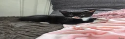Mixed Breed cats for sale: 🐾GORGEOUS KITTENS READY FOR THEIR FOREVER HOMES🐾 - Advert 22