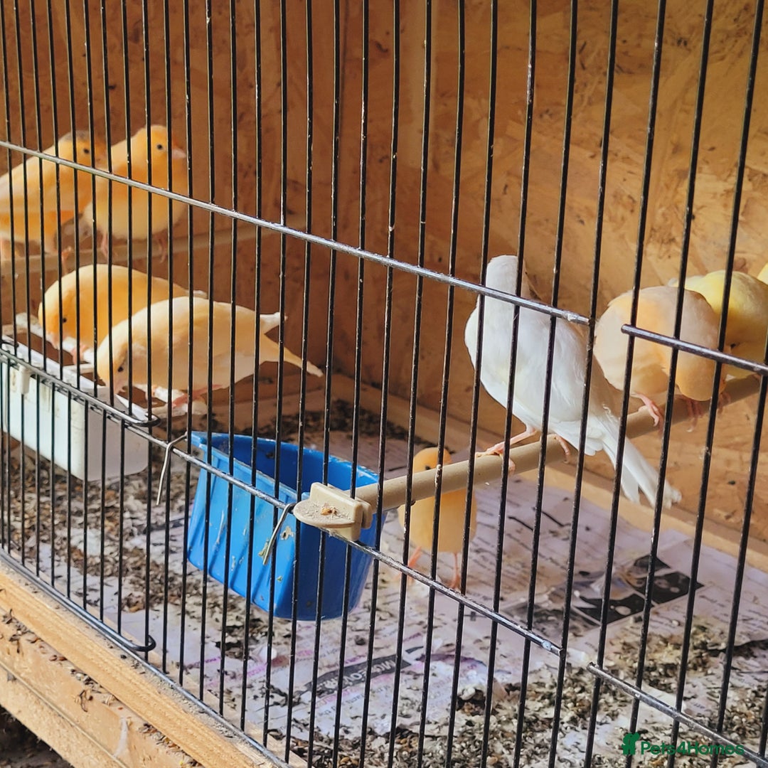 Canaries birds for sale: Canaries & siskins  - Image 3