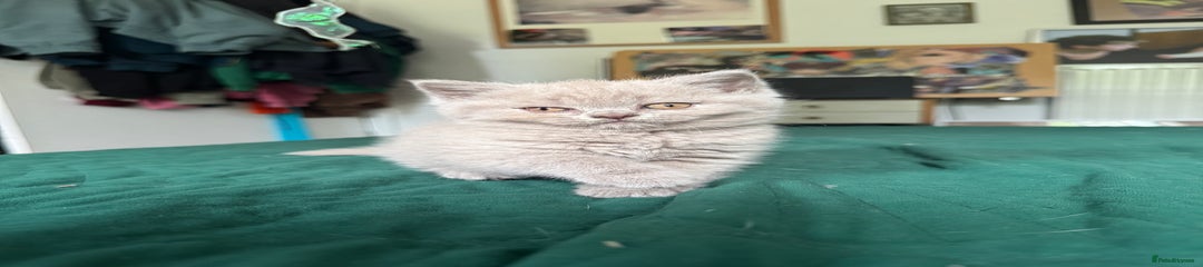 British Shorthair Kitten 4