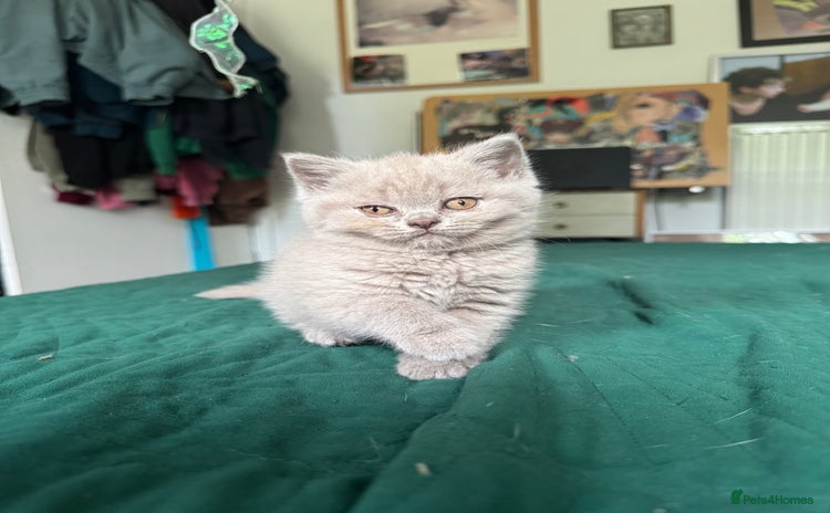 British Shorthair cats - Advert 9