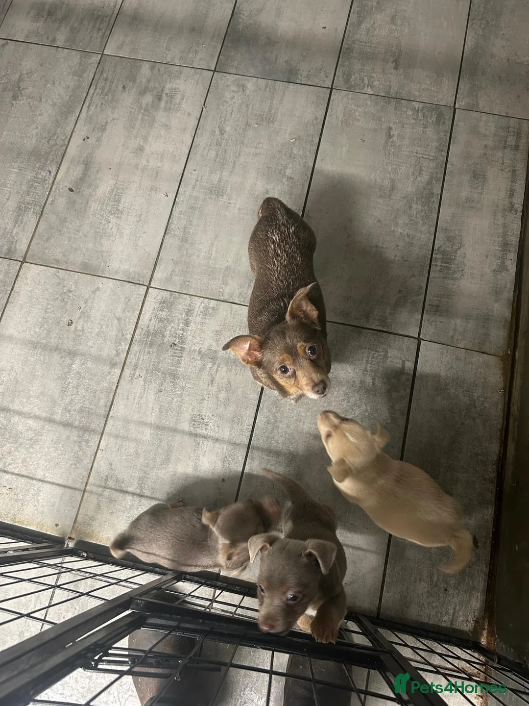 Jack Russell dogs for sale: Fabulous rare coloured Jack Russell pups in Keighley - Advert 5