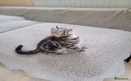 British Shorthair cats for sale: Ready to collect British Shorthair Silver Tabby in Rochester - Image 4