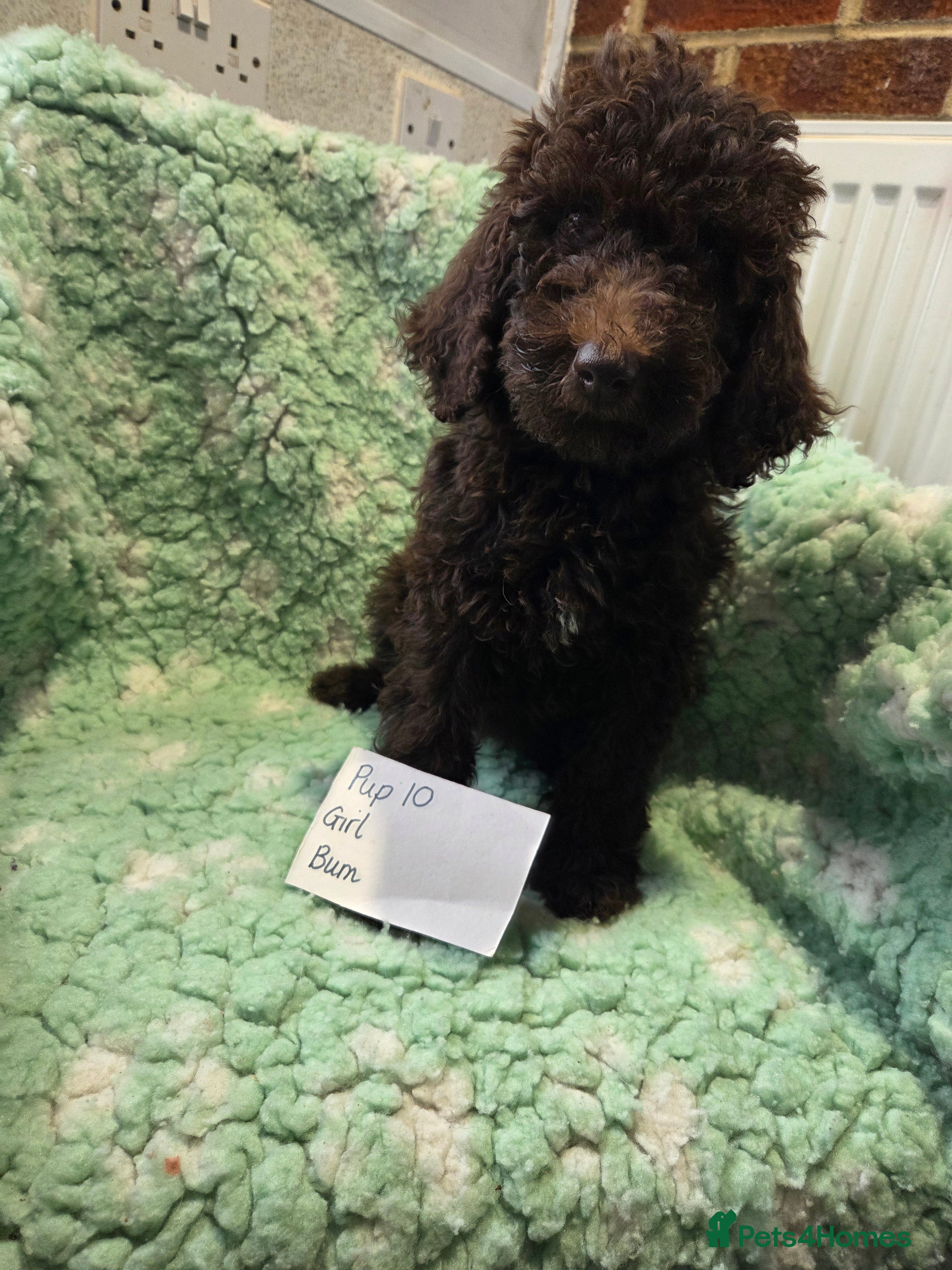 Goldendoodle dogs YORKSHIRE LAD AND LASSES  - Advert 12