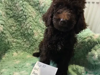 Goldendoodle dogs YORKSHIRE LAD AND LASSES - Advert 12