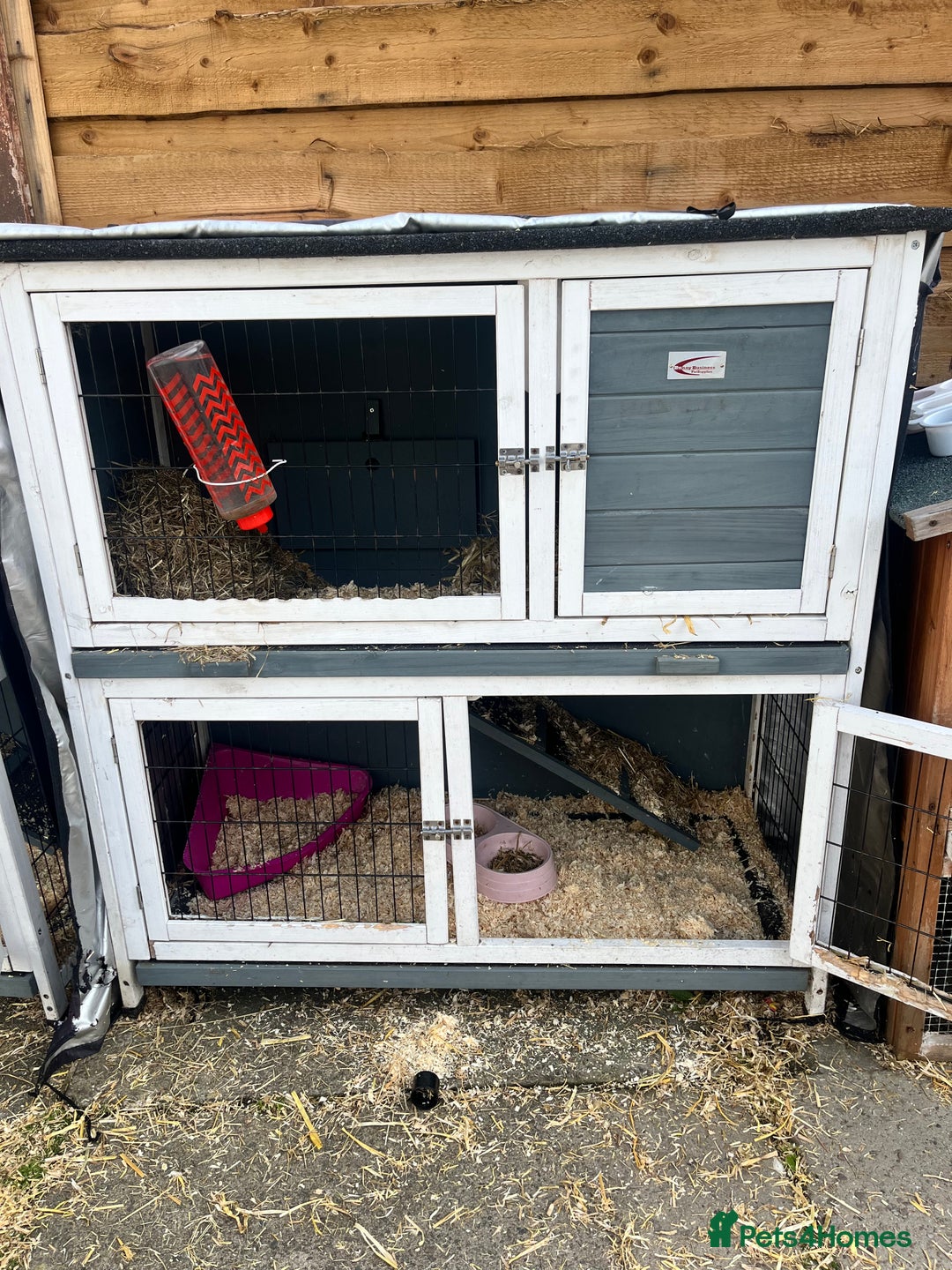 English rabbits for sale: 2 Rabbits Free - Image 9