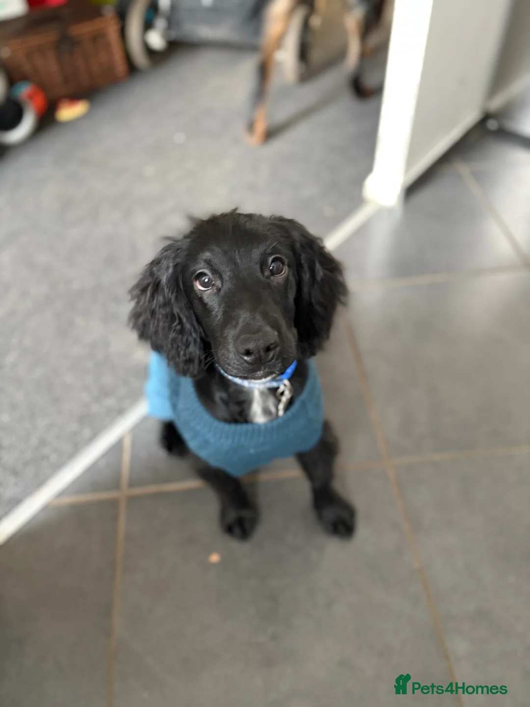 Cocker Spaniel dogs for sale: Cocker spaniel - Advert 7