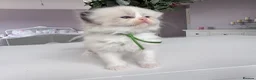 Ragdoll cats for sale: Exquisite pedigree ragdoll babies - Advert 9