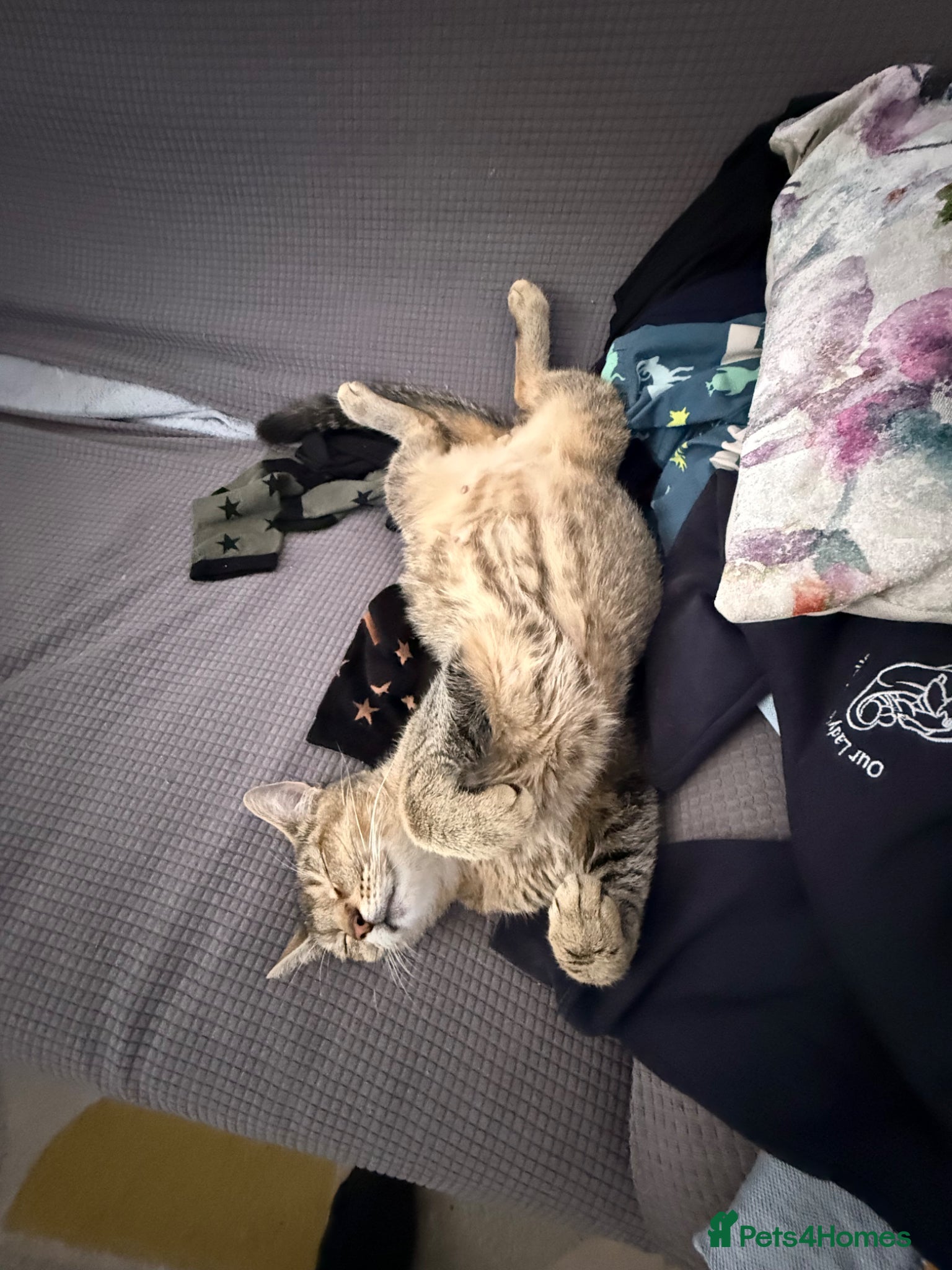 Mixed Breed cats for sale: Beautiful little kittens for sale - Advert 3