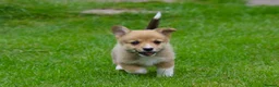 Welsh Corgi Pembroke dogs for sale: Pembroke corgi pups - Advert 4